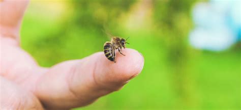 Bee Sting Treatment + A Quick Natural Home Remedy - Dr. Axe