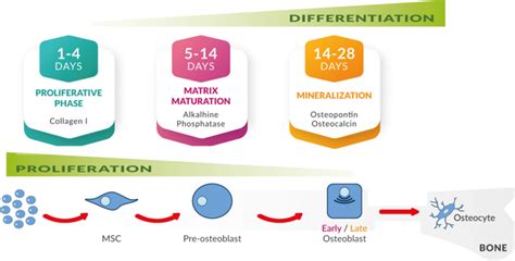 Steps In The Osteogenic Differentiation Of Mscs Mscs Actively Download Scientific Diagram