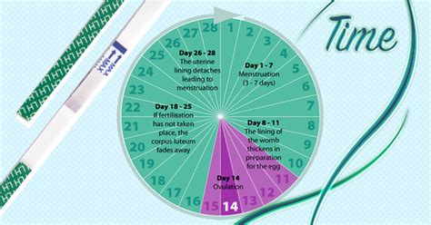 How To Use An Ovulation Test Kit Uk