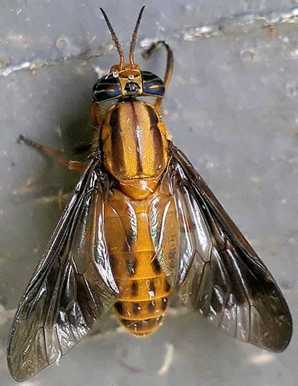 Deer Fly Chrysops Vittatus Bugguidenet