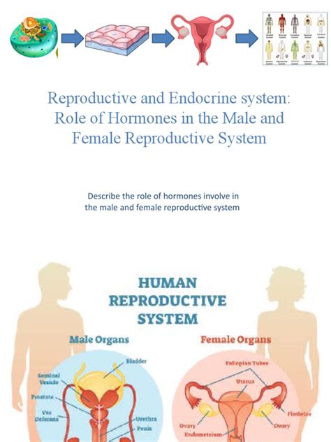 Reproductive And Endocrine System Role Of Hormones In The Male And