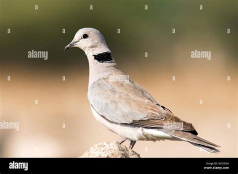 Ring Necked Dove Or Cape Turtle Dove Streptopelia Capicola Onkolo