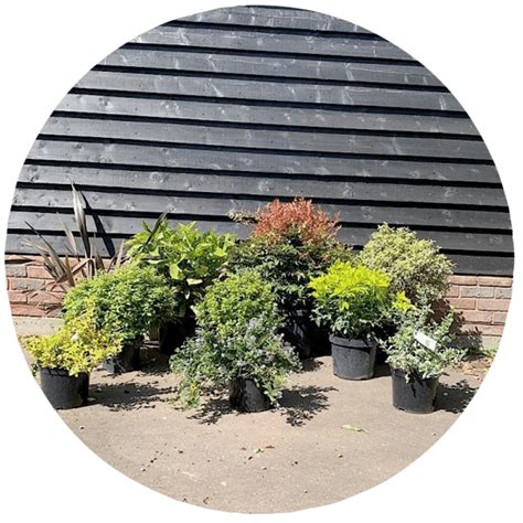 Buy Shrubs Evergreen Shrubs Flowering And Small Shrubs King Co