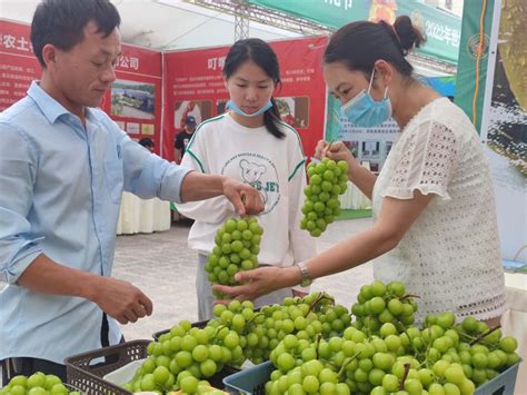 罗武庄乡阳光玫瑰火爆“出圈” 南华县人民政府