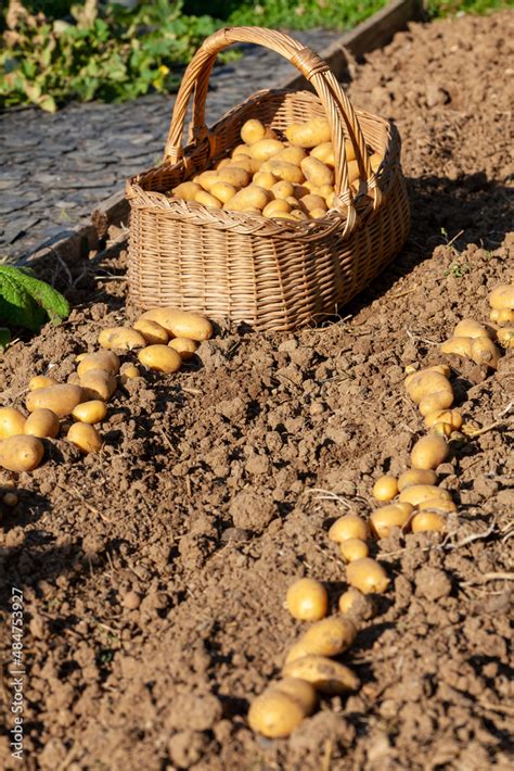 Récolte de pomme de terre au potager familial panier de récolte