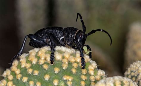 How To Get Rid Of Cactus Bugs Top 7 Tips And Best Guide