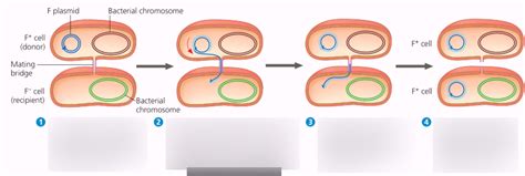 Bacteria and Archae (27.2, Conjugation and transfer of an F plasmid ...