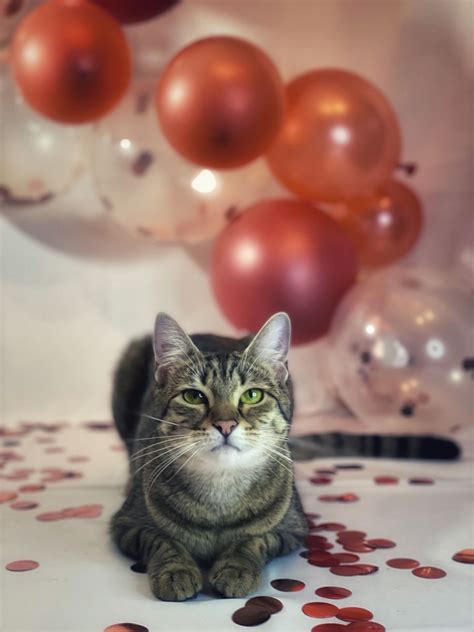 Best cat birthday party ideas for your cat – Artofit