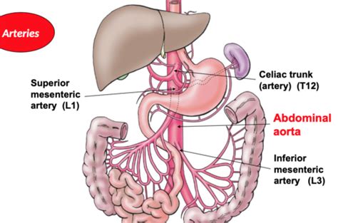 Abdominal Vasculature Flashcards Quizlet