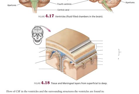 tissue and meningeal layers Diagram | Quizlet