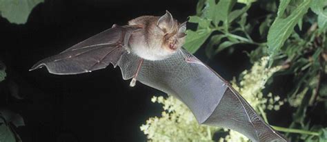 Lesser horseshoe bat webinar – The Vincent Wildlife Trust