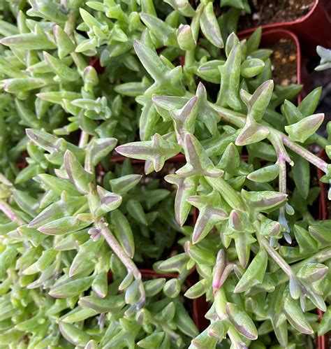 Live Rare Succulent Senecio Peregrinus String Of Dolphins Etsy