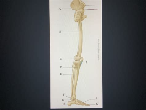 Lateral View Of The Lower Extremity Bones Diagram Quizlet