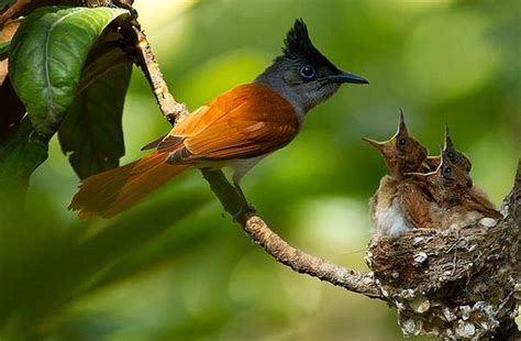 State Bird Of Madhya Pradesh Doodhraj Bird Sultana Bulbul आपको पता है