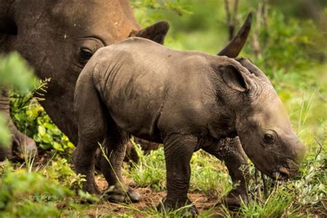 Une Nouvelle Solution Pour Sauver Les Rhinoc Ros Du Braconnage Pourrait