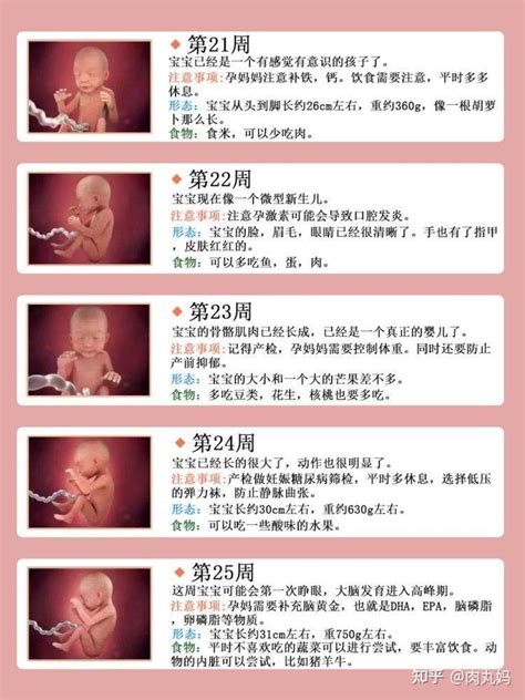 孕期1—40周胎儿发育全过程，准爸妈必看 知乎