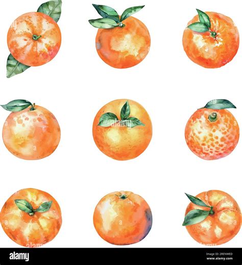 Watercolor tangerine and satsuma set. Hand drawn illustration isolated ...