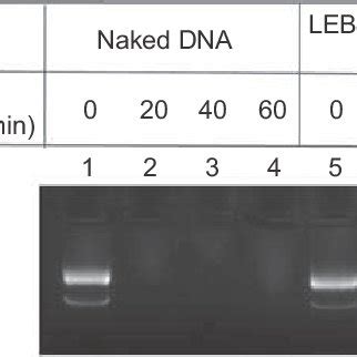 DNase I Protection Assay DNase I Protection Assay Of LEBP HMGB1A DNA