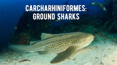 What Are Ground Sharks Or Carcharhiniformes Shark Truth