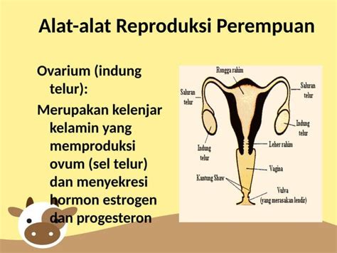 sistem reproduksi wanita  kelas xipptx
