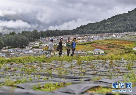 四川7个未摘帽县脱贫攻坚观察：苦荞花开大凉山新闻频道央视网