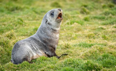 430 Seal Animal Sea Dog Nature Stock Photos Pictures And Royalty Free