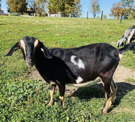 Miniature Nubian Goats