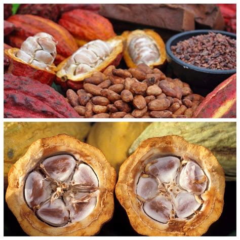 Guayaquil La Tierra Del Cacao Trenzarte