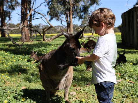 Kangaroo Island Wildlife Park • Kangaroo Island, South Australia