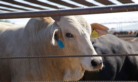 Consumo De C Rnicos En M Xico En Aumento Imagen Agropecuaria