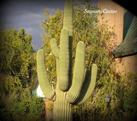 Saguaro Cactus In Casa Grande Arizona Casa Grande Arizona Saguaro Cactus Cactus Plants Cacti