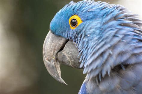 Arara azul características reprodução risco de extinção