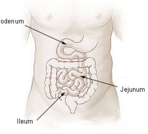 Difference Between Jejunum And Ileum Definition Anatomy Physiology