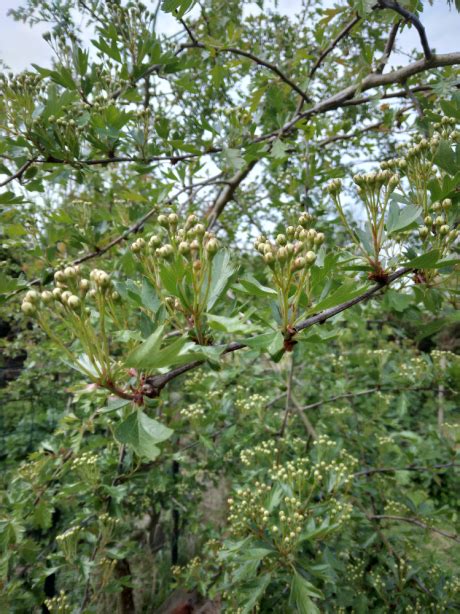 Alcoolature bio Aubépine Crataegus monogyna