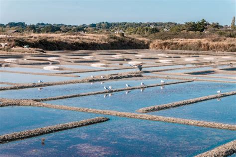 Visiter Les Marais Salants De Gu Rande Dear Planet