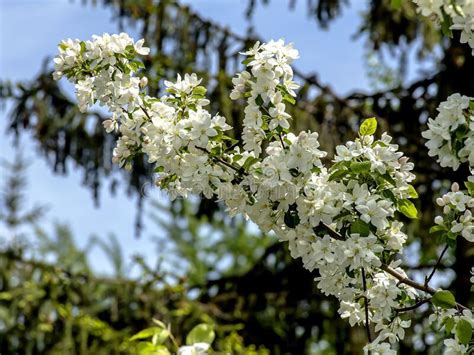 Ramas De Un Manzano Floreciente Con Hermosas Flores Blancas Imagen De