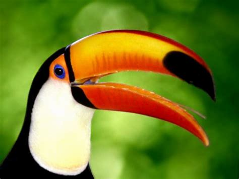 The Beuty Of The Toucan Bird