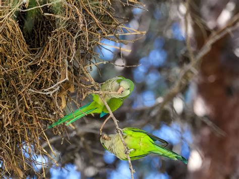 Monk Parakeet Nesting (Behavior, Eggs + Location) | Birdfact