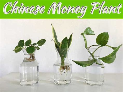 Propagate A Chinese Money Plant My Decorative