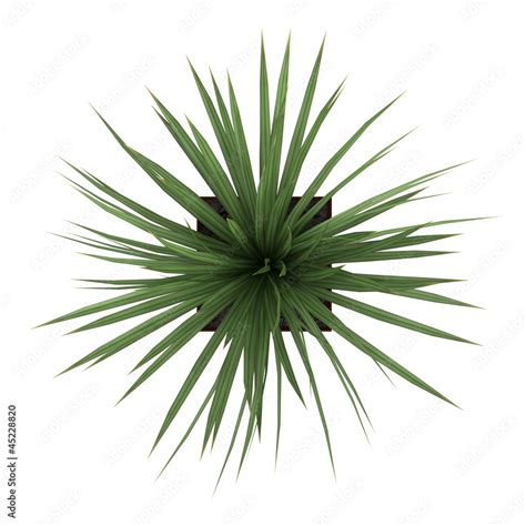 Dracena houseplant in a tall container Stock Illustration | Adobe Stock