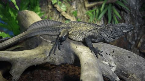 insect suraloka interactive zoo