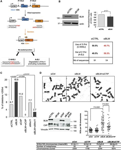 BLM Protects Against CtIP MRE11 Dependent Long Range Deletions And SCEs