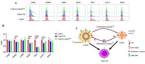 Car Macrophages And Car T Cells Synergistically Kill Tumor Cells In Vitro