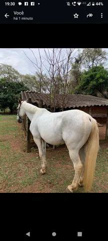 Cavalo Lusitano No Brasil