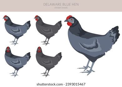 Delaware Blue Hen Chicken Breeds Clipart Stock Vector (Royalty Free ...