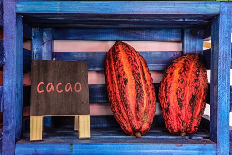 “día Del Cacao Y Chocolate Peruano” Exportaciones Nacionales Superan