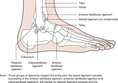 Soft Tissue Ankle Injuries Semantic Scholar