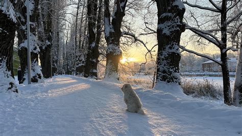 Winter in Tartu, Estonia : r/winterporn