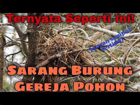 INI DIA Ciri Ciri Sarang Burung Gereja Pohon Agar Tidak Tertipu