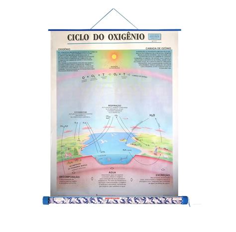 Ciclo Do Nitrogênio Mapa Mental 3